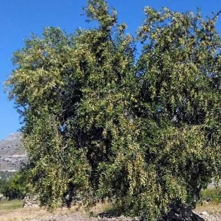 招待所 Prof Oliveto Antico